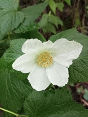 Rubus trilobus