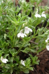 Justicia anagalloides