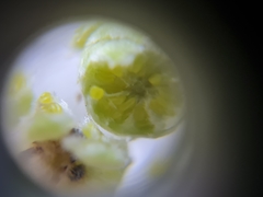 Phyllocoptruta coryli