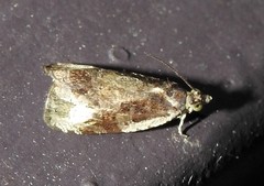 Olethreutes connectum