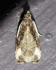 Olethreutes connectum