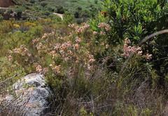 Serruria rosea