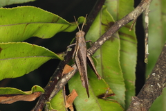 Abracris flavolineata