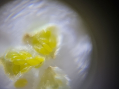 Phyllocoptruta coryli