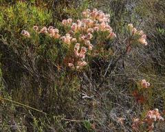 Serruria rosea