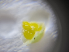 Phyllocoptruta coryli