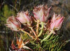 Serruria rosea
