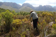Serruria rosea