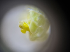 Phyllocoptruta coryli