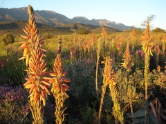Aloe microstigma