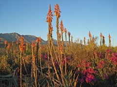 Aloe microstigma
