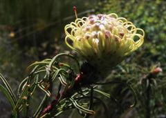 Leucospermum lineare