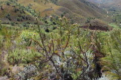 Leucospermum lineare