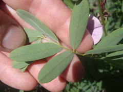 Tephrosia leiocarpa