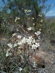 Pharnaceum aurantium