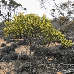 Acacia hakeoides