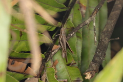 Abracris flavolineata