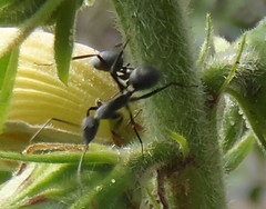 Camponotus eugeniae