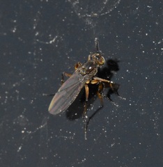 Campsicnemus philoctetes