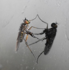 Campsicnemus philoctetes