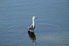 Egretta caerulea × thula