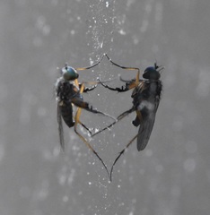 Campsicnemus philoctetes