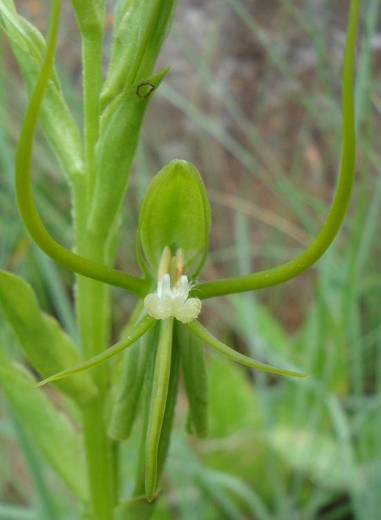 Clubspur Ghost Orchid