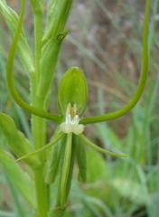 Habenaria clavata