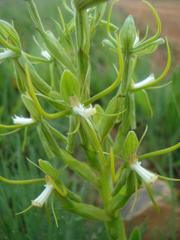 Habenaria clavata