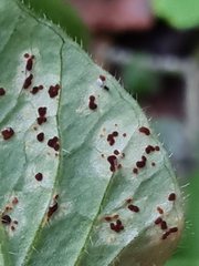 Puccinia arenariae