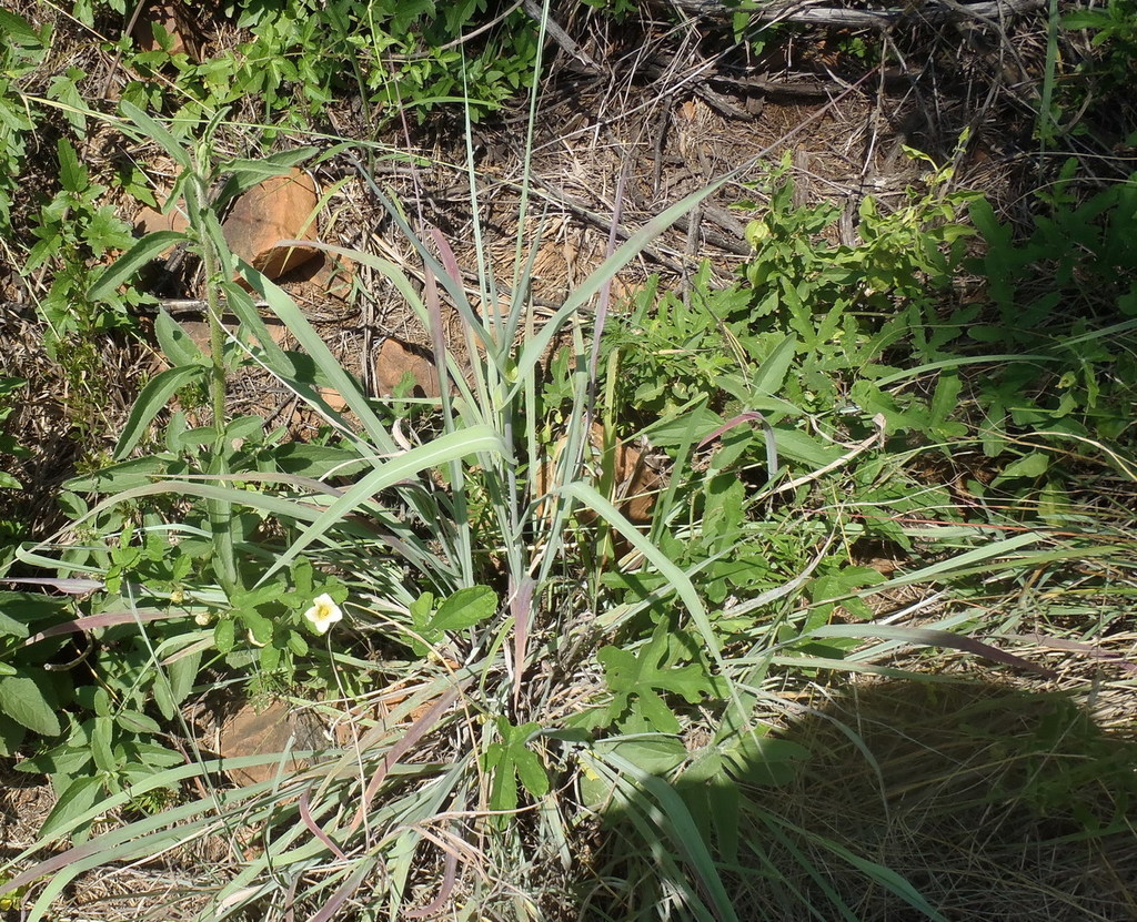 Coccinia