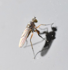 Campsicnemus philoctetes