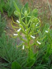 Habenaria clavata