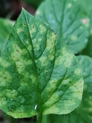 Puccinia arenariae
