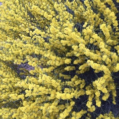 Acacia rigens