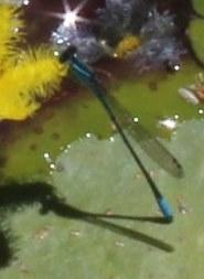 Swamp Bluet