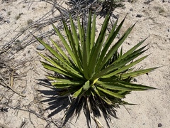 Agave datylio
