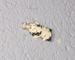 Tonica effractella