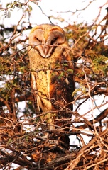 Tyto alba poensis