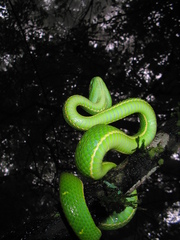 Coffee Palm Viper photo 3