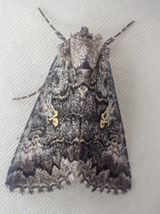 Syngrapha celsa