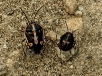 Bagrada Bug photo 4