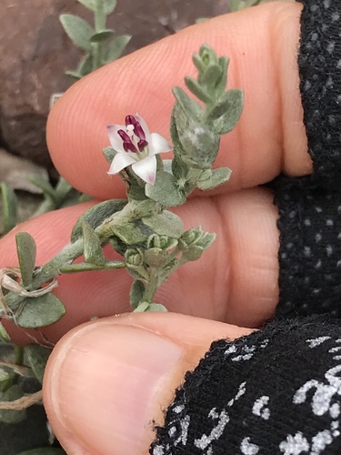spreading alkaliweed (Cressa truxillensis)