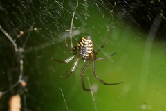 Prosoponoides sinense