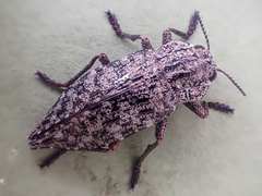Dicerca tenebrosa