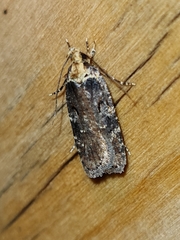 Agonopterix liturosa