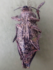 Dicerca tenebrosa