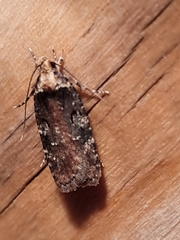Agonopterix liturosa