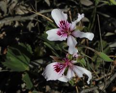 Pelargonium elegans