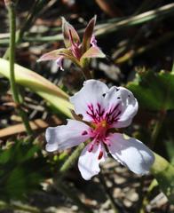 Pelargonium elegans